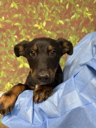A young small-sized male Shepherd dog named Grizzly for adoption in San Antonio, TX