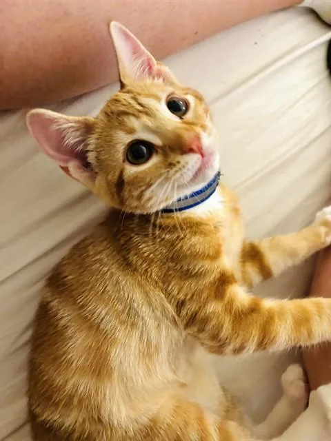 A young small-sized female Domestic Short Hair cat named Toast for adoption in Louisville, KY