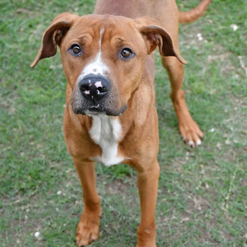 An adult medium-sized male Red / Chestnut / Orange Pit Bull Terrier dog named Ace Of Spades for adoption in Beaumont, TX
