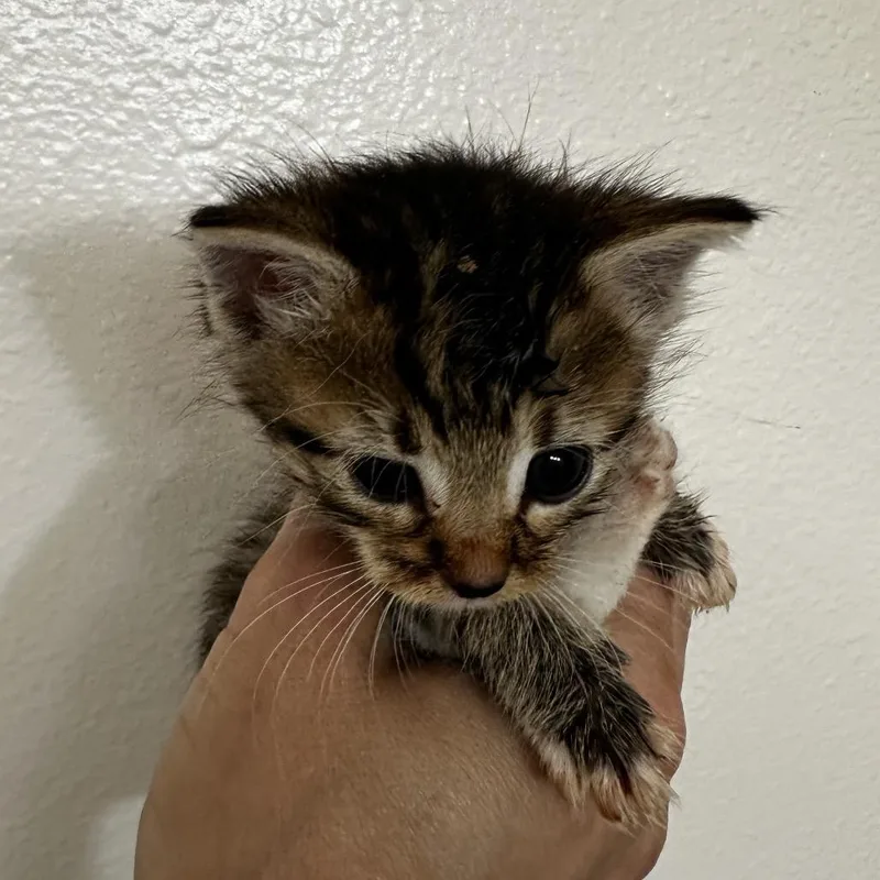 A baby small-sized female Domestic Short Hair cat named Ginny for adoption in Tacoma, WA