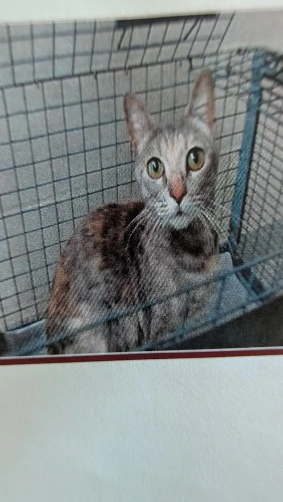 An adult medium-sized female Gray / Blue / Silver Domestic Short Hair cat named Porcupine for adoption in Parker, CO
