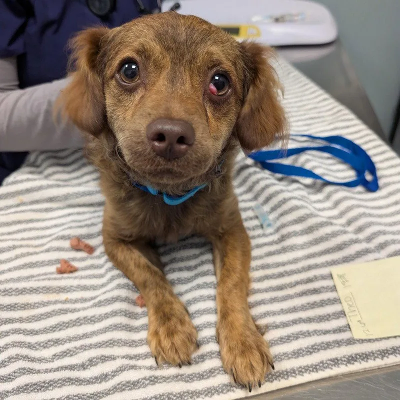 An adult medium-sized male Chihuahua dog named Theo for adoption in New Castle, DE