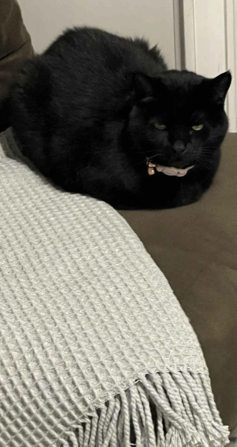 A senior medium-sized female Domestic Short Hair cat named Bella for adoption in Charlotte, NC