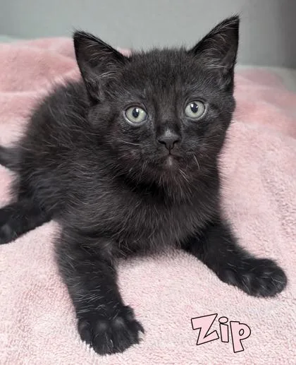 A baby small-sized male Domestic Short Hair cat named Zip for adoption in Mason, MI