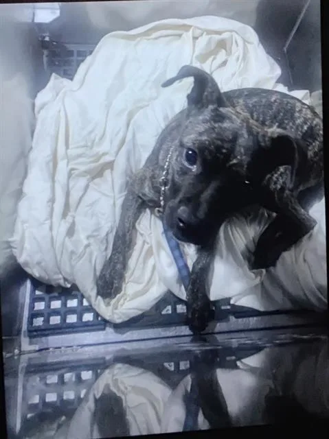 A young small-sized female Mixed Breed dog named Coco for adoption in Dallas, TX
