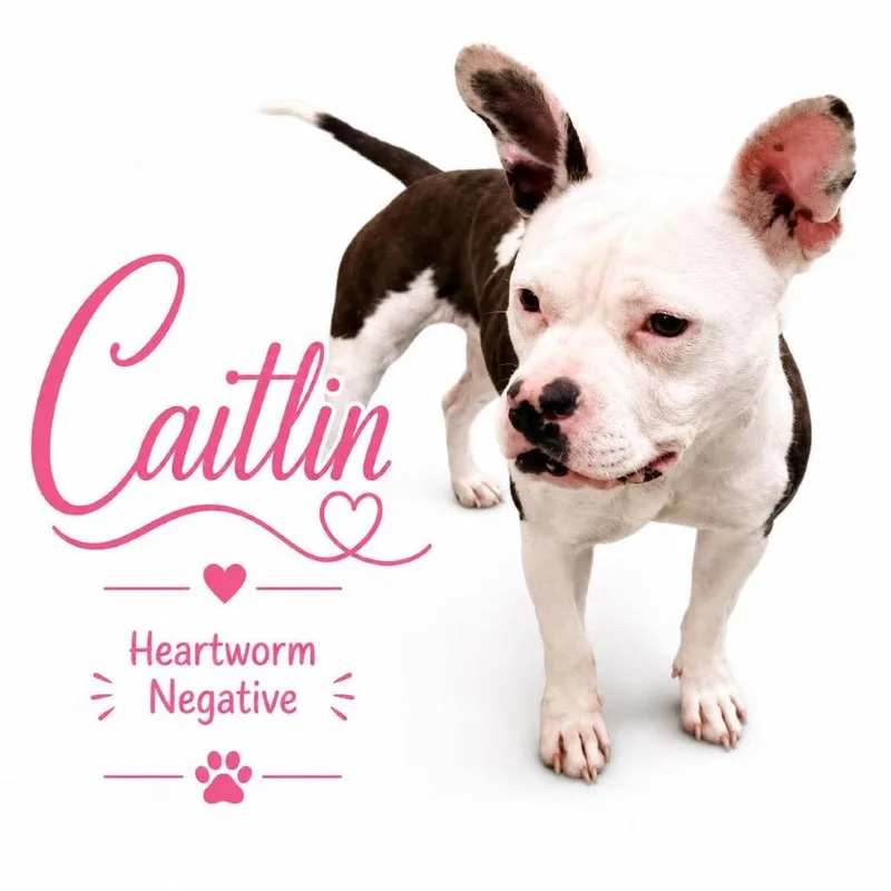 A young medium-sized female Brown / Chocolate American Bulldog dog named Caitlin for adoption in Brentwood, TN