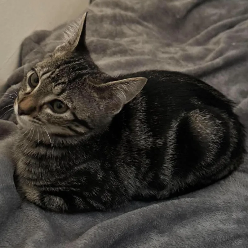 A baby small-sized male Brown / Chocolate Domestic Short Hair cat named Swirly for adoption in Brevard, NC
