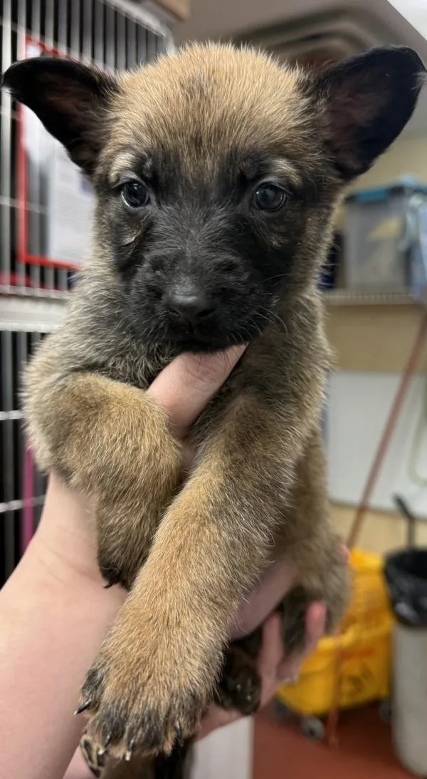 A baby small-sized female German Shepherd Dog dog named Shenzi for adoption in Salisbury, MD