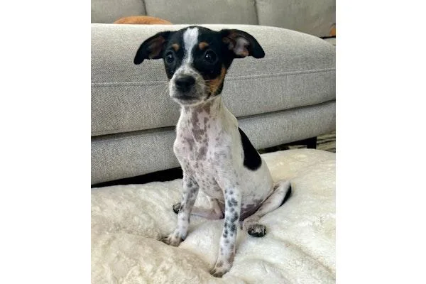 A baby small-sized female Chihuahua dog named Pool Bikini for adoption in Palo Alto, CA