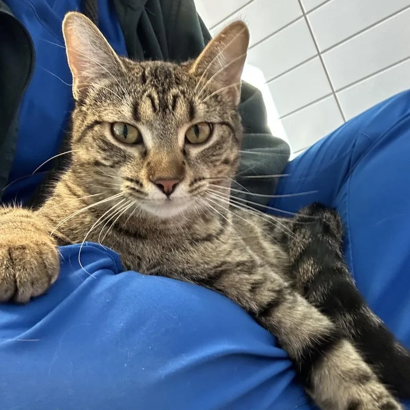 An adult large-sized female Brown / Chocolate Domestic Short Hair cat named Scone for adoption in Cedar Rapids, IA
