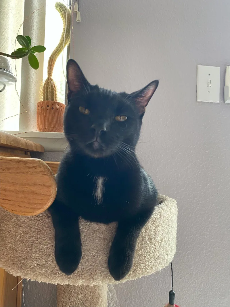 A young medium-sized male Domestic Short Hair cat named Monty for adoption in Riverside, CA