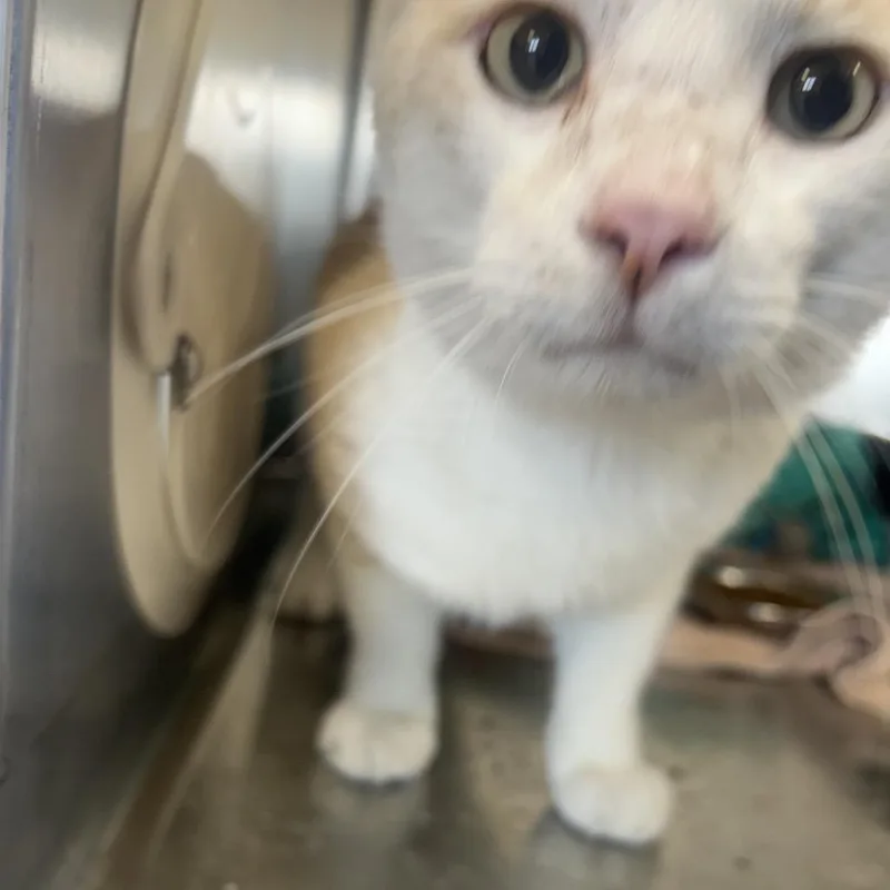 An adult large-sized male Buff / Tan / Fawn Domestic Short Hair cat named Carmey for adoption in Sarasota, FL
