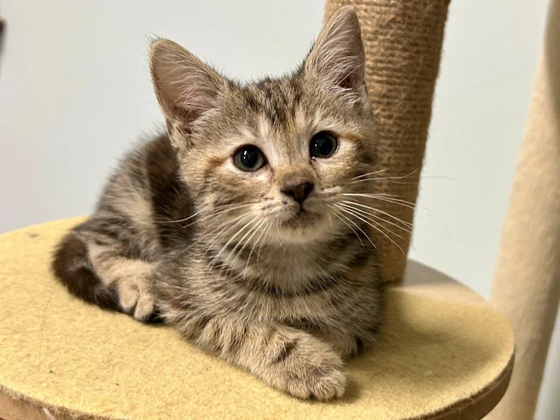 A baby small-sized female Torbie Domestic Short Hair cat named Eliana for adoption in Raleigh, NC