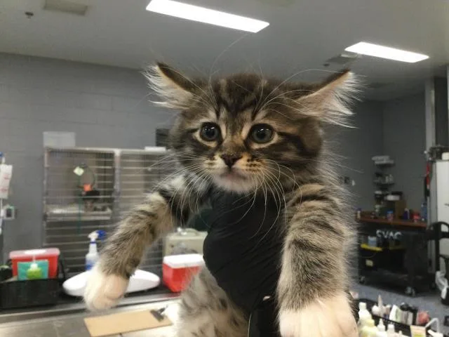 A baby small-sized female Domestic Medium Hair cat named Mimi for adoption in Thousand Palms, CA
