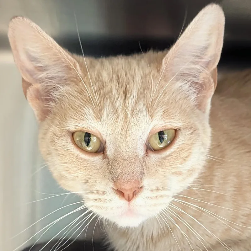 An adult medium-sized female Tabby (Buff / Tan / Fawn) Domestic Short Hair cat named Felicia for adoption in Jefferson, WI