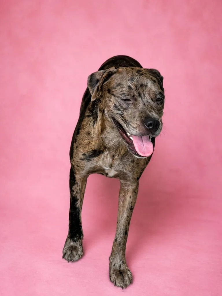 A young medium-sized female Catahoula Leopard Dog dog named Pretty for adoption in Wauchula, FL