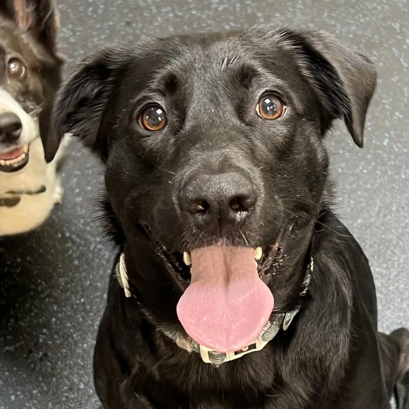 A young medium-sized female Black Labrador Retriever dog named Missy for adoption in San Francisco, CA