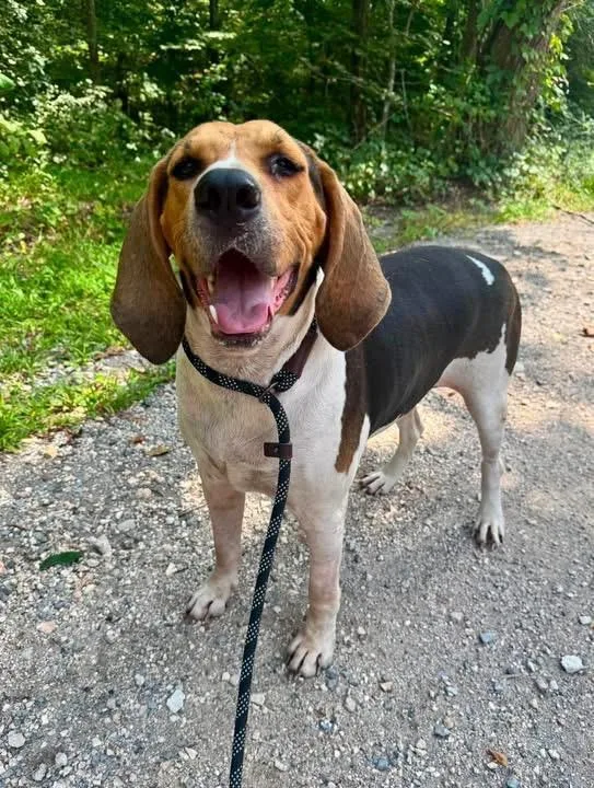 An adult large-sized male Hound dog named Copper for adoption in Waverly, TN