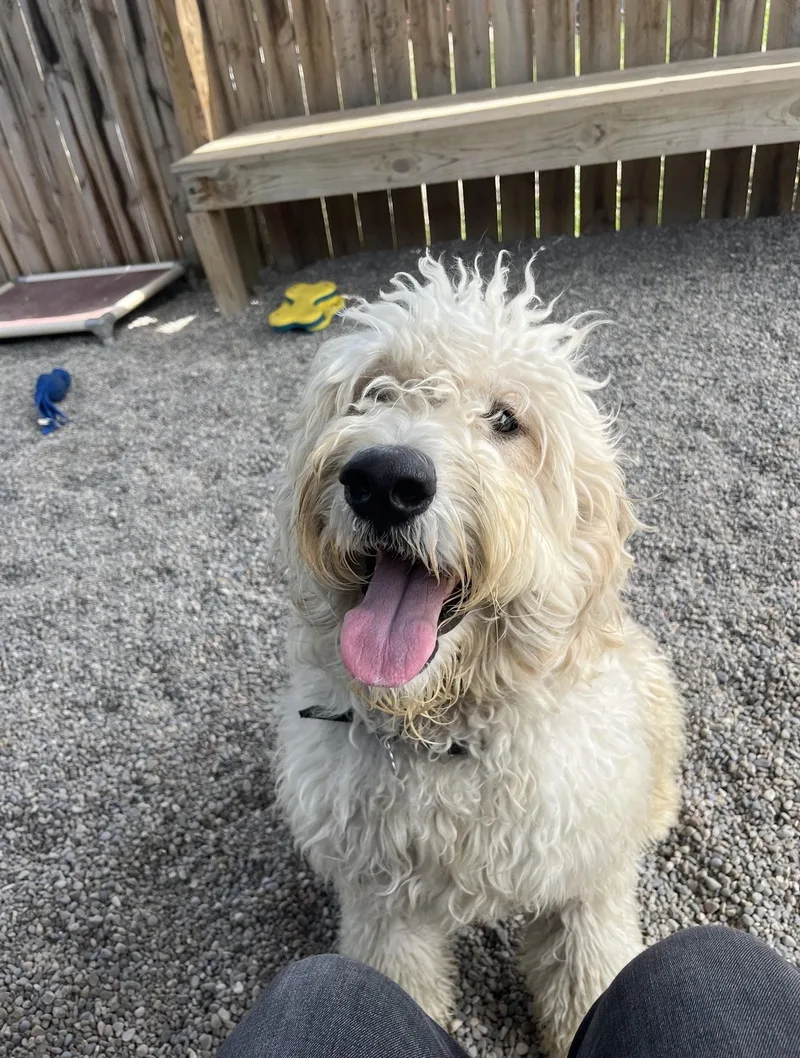 A young medium-sized male Goldendoodle dog named Murphy for adoption in Oxford, MI