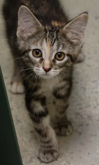A baby small-sized female Domestic Short Hair cat named Chelsea for adoption in Baraboo, WI