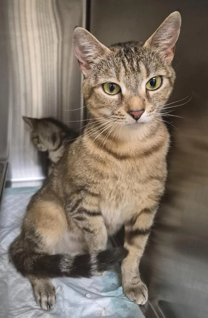 A baby medium-sized female Domestic Short Hair cat named Honeybear for adoption in Christiansburg, VA