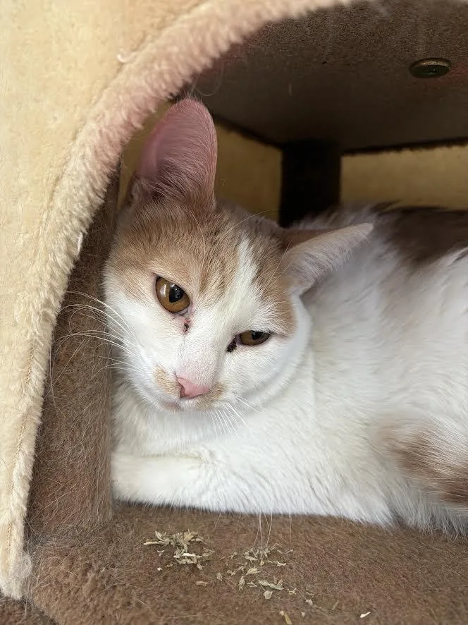 An adult medium-sized male Orange & White Domestic Short Hair cat named Ozzie for adoption in Carson City, NV