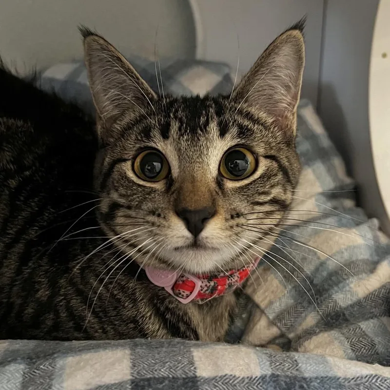 Nandi Bear thumbnail 2