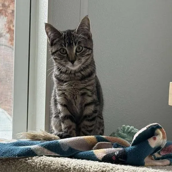 Nandi Bear thumbnail 3