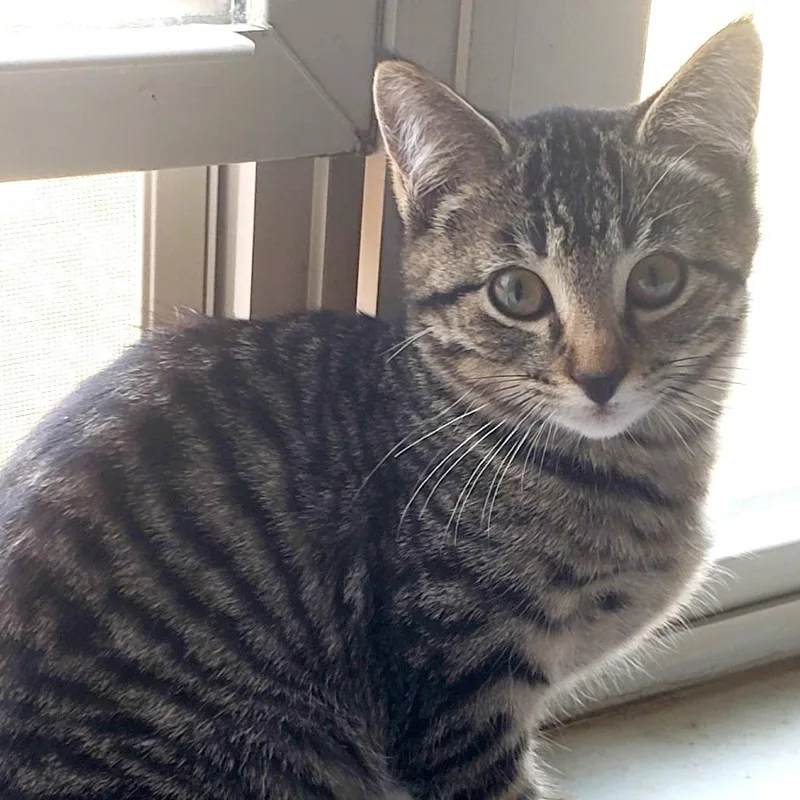 Nandi Bear thumbnail 4