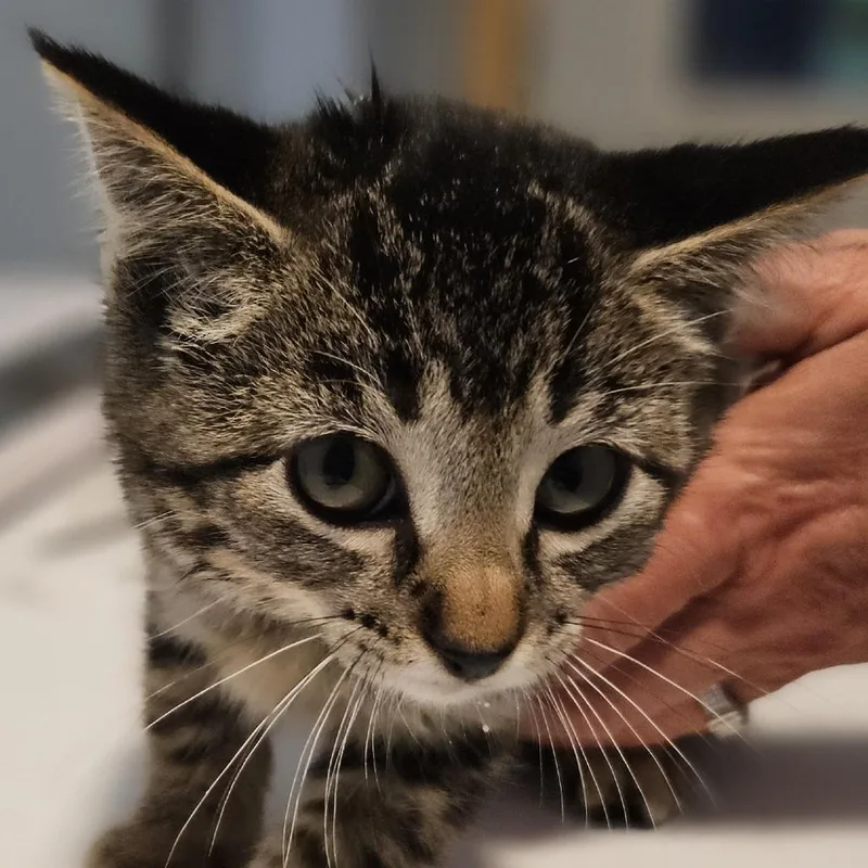 Nandi Bear thumbnail 5