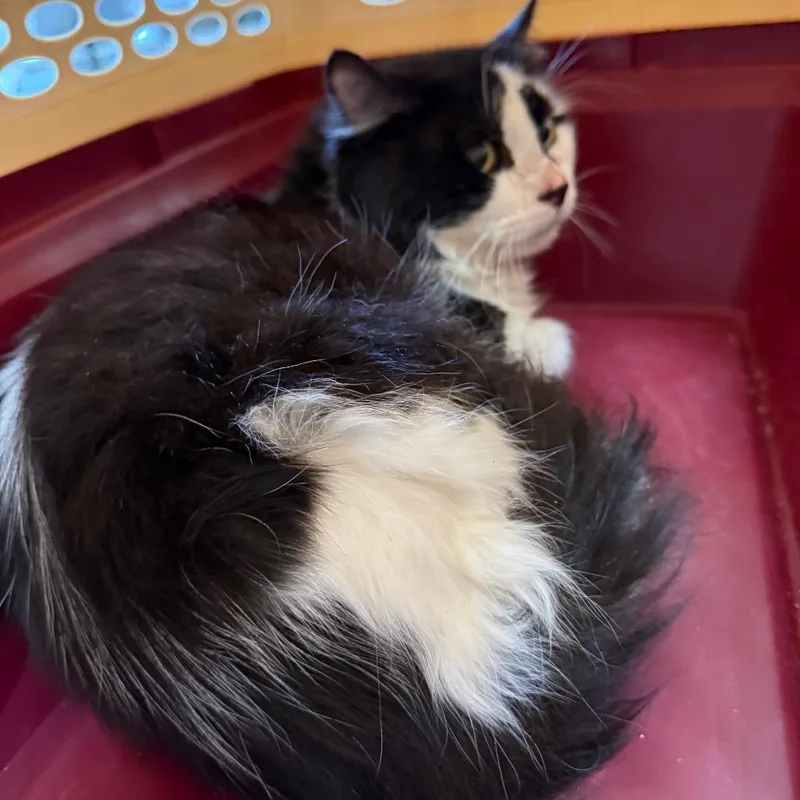 An adult medium-sized male Black Domestic Long Hair cat named Milky Way for adoption in Ashtabula, OH