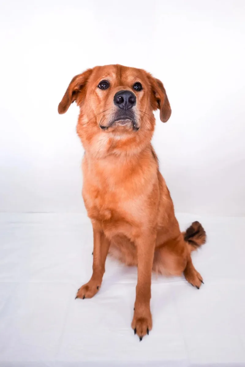 A young medium-sized male Golden Australian Shepherd dog named Manny for adoption in Bixby, OK