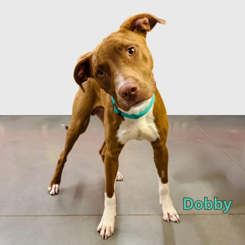 Dobby