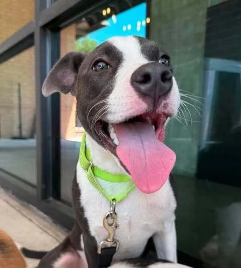 A baby small-sized female Pit Bull Terrier dog named Noodles for adoption in Dallas, TX