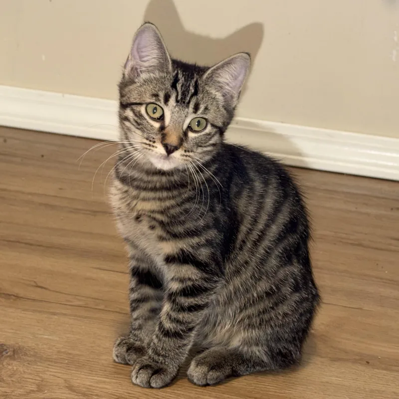 A baby small-sized male Tabby (Buff / Tan / Fawn) Domestic Short Hair cat named Billy for adoption in Bentonville, AR