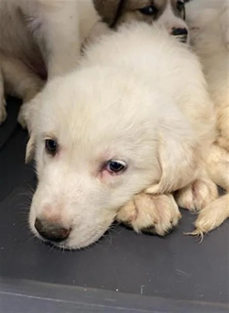 A baby small-sized female Anatolian Shepherd dog named Snow for adoption in Sacramento, CA