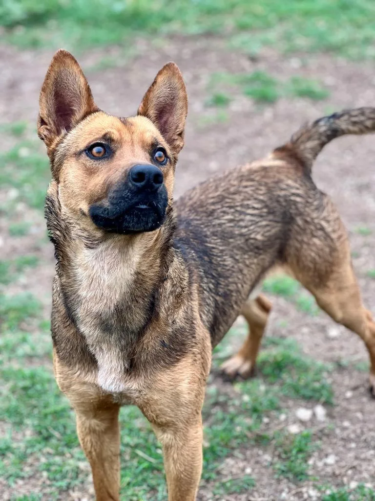 An adult medium-sized male Shepherd dog named Murphy for adoption in Canyon Lake, TX