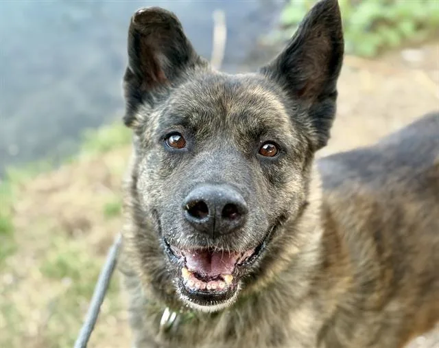 A senior large-sized male Akita dog named Jake for adoption in Tucson, AZ
