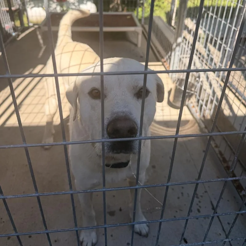 A young medium-sized male Yellow / Tan / Blond / Fawn Yellow Labrador Retriever dog named Murphy for adoption in Columbus, NC