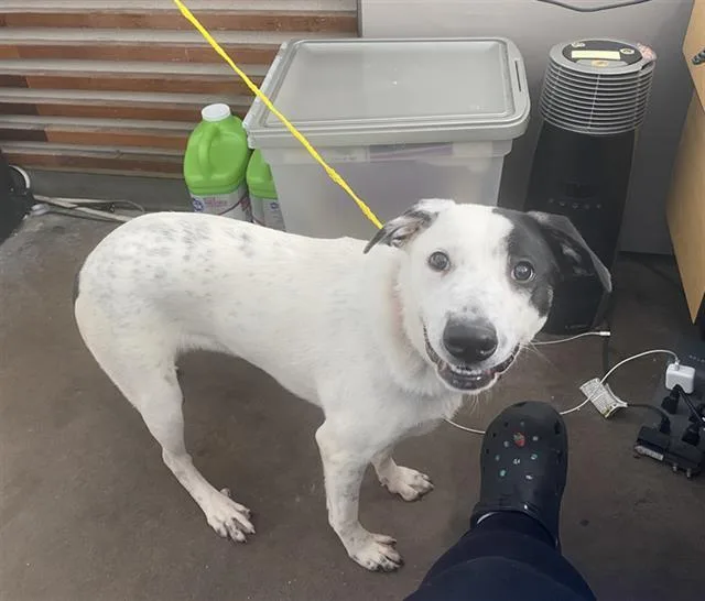 A young medium-sized female Mixed Breed dog named Egypt for adoption in Dallas, TX