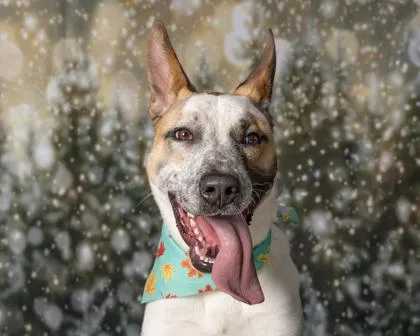 An adult large-sized male Mixed Breed dog named Tate for adoption in Kingwood, TX