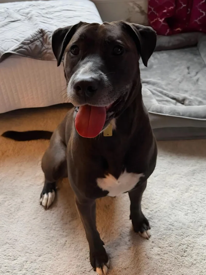 A young large-sized female Black Labrador Retriever dog named Dolly for adoption in Wayne, NJ