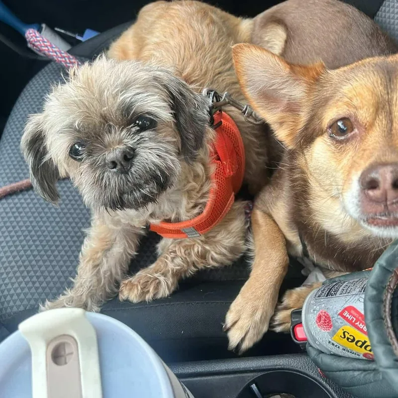 An adult small-sized female Shih Tzu dog named Sassy for adoption in Palisades Park, NJ