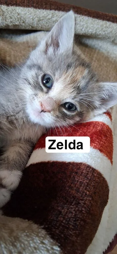 Zelda