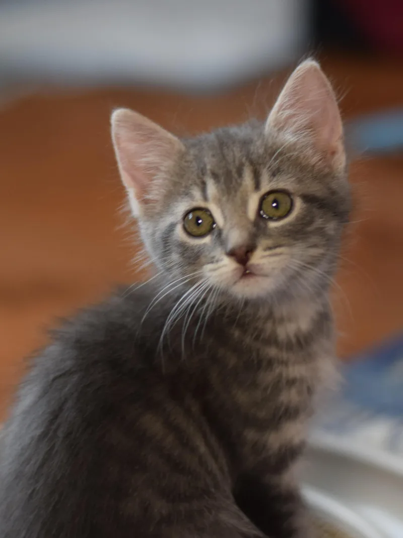 Gracie