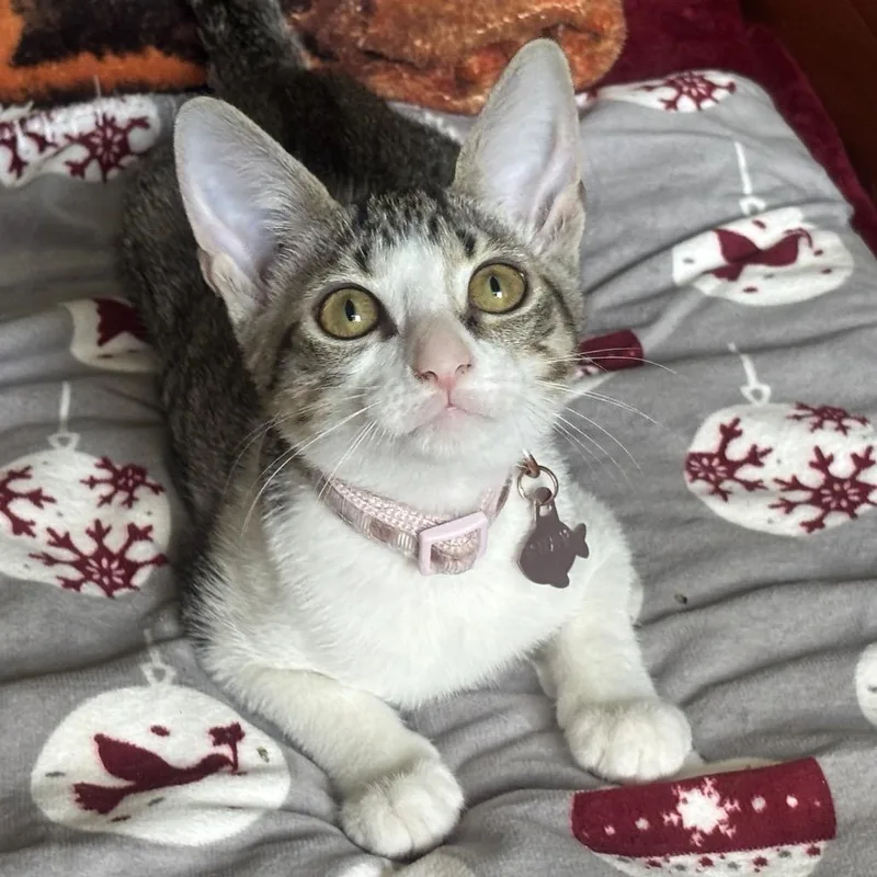 A baby small-sized female Brown / Chocolate Domestic Short Hair cat named Ruby for adoption in Titusville, FL