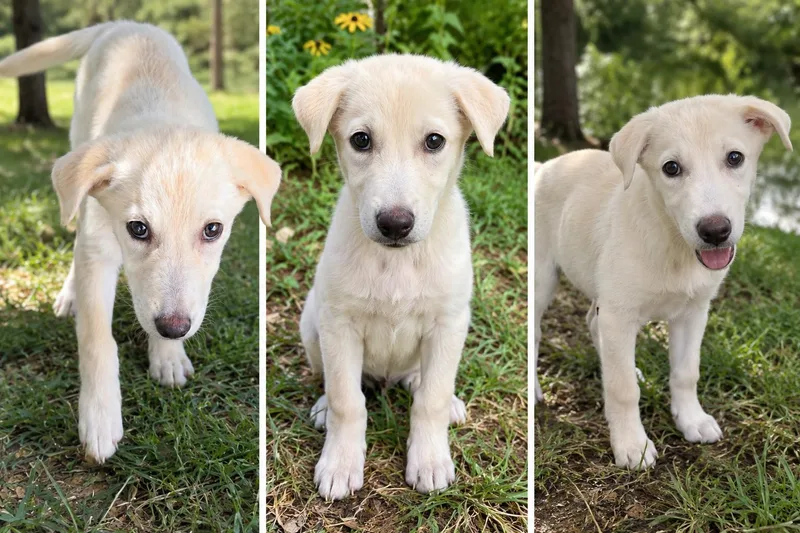 A baby medium-sized female Labrador Retriever dog named Sugar for adoption in Kiln, MS
