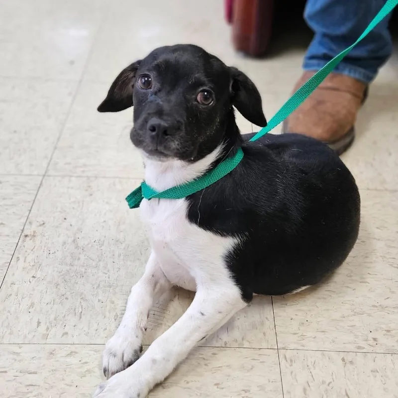A baby small-sized female Black Boston Terrier dog named Ms. Puff for adoption in Charlottesville, VA
