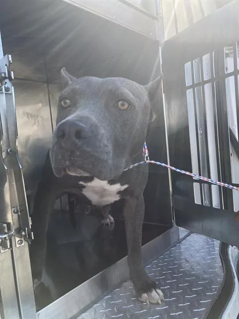 A young large-sized female Mixed Breed dog named Diamond for adoption in Dallas, TX