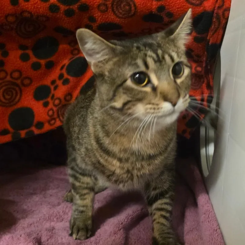 A young large-sized female Domestic Short Hair cat named Nala for adoption in Council Bluffs, IA